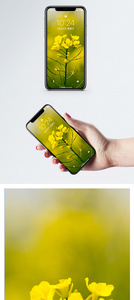 油菜花开手机壁纸图片