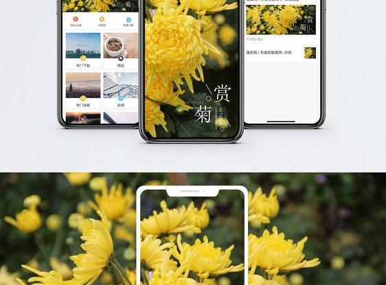 赏菊手机海报配图图片