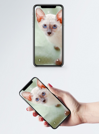 暹罗猫摄影图片手机壁纸图片