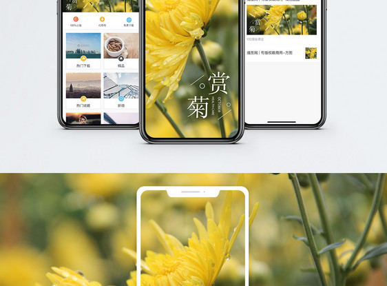 赏菊手机海报配图图片