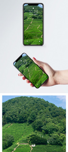 树林手机壁纸图片