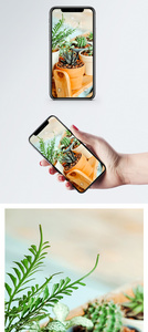 多肉绿植手机壁纸图片