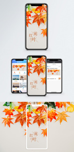 观红叶手机海报配图图片
