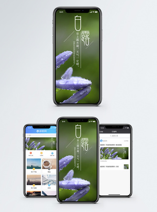 白露手机海报配图图片