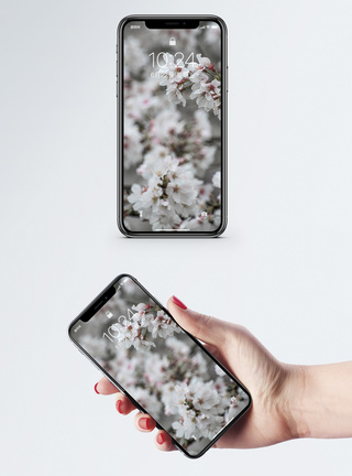 樱花手机壁纸图片