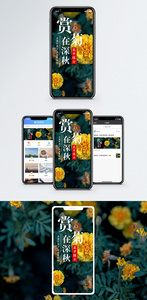 深秋赏菊手机海报配图图片