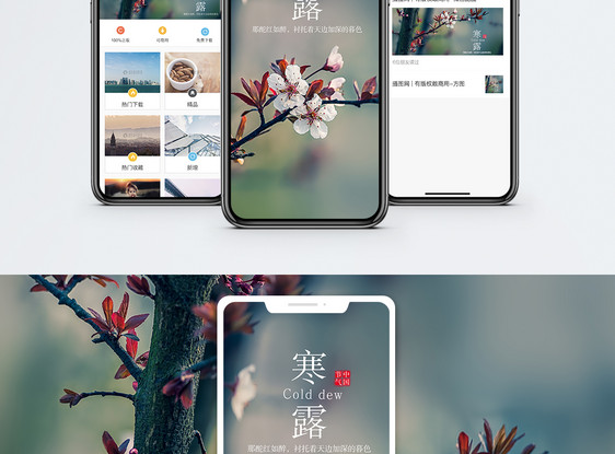 寒露手机海报配图图片
