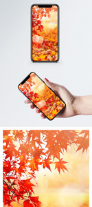 秋天枫叶手机壁纸图片