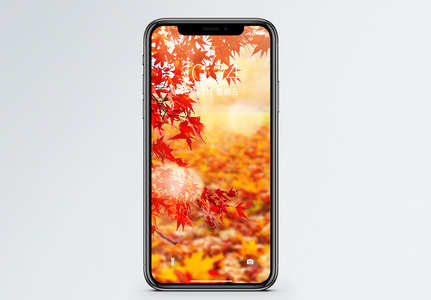 秋天枫叶手机壁纸高清图片