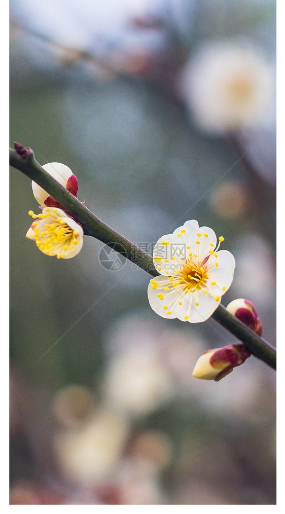 梅花手机壁纸图片