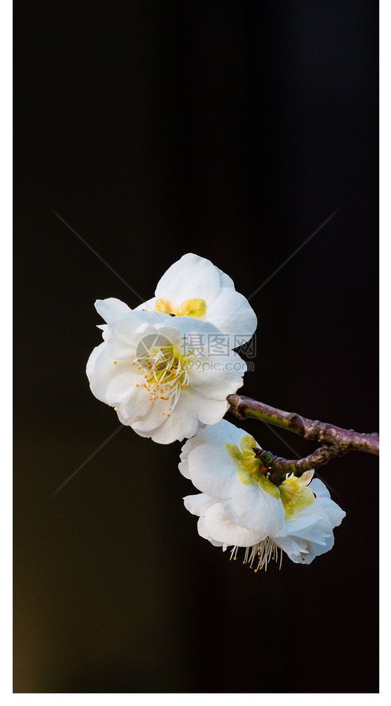 梅花手机壁纸图片