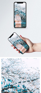 无锡鼋头渚樱花手机壁纸图片