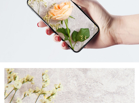 玫瑰手机壁纸图片