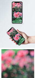 花朵手机壁纸图片