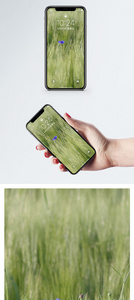 绿色麦田手机壁纸图片