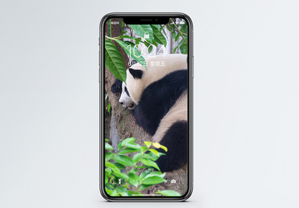 玩耍大熊猫手机壁纸图片