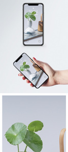 小清新摆设手机壁纸图片