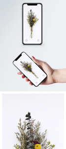 小清新花卉手机壁纸图片