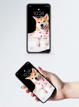 柴犬狗手机壁纸图片