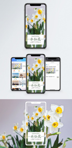 水仙花手机海报配图图片
