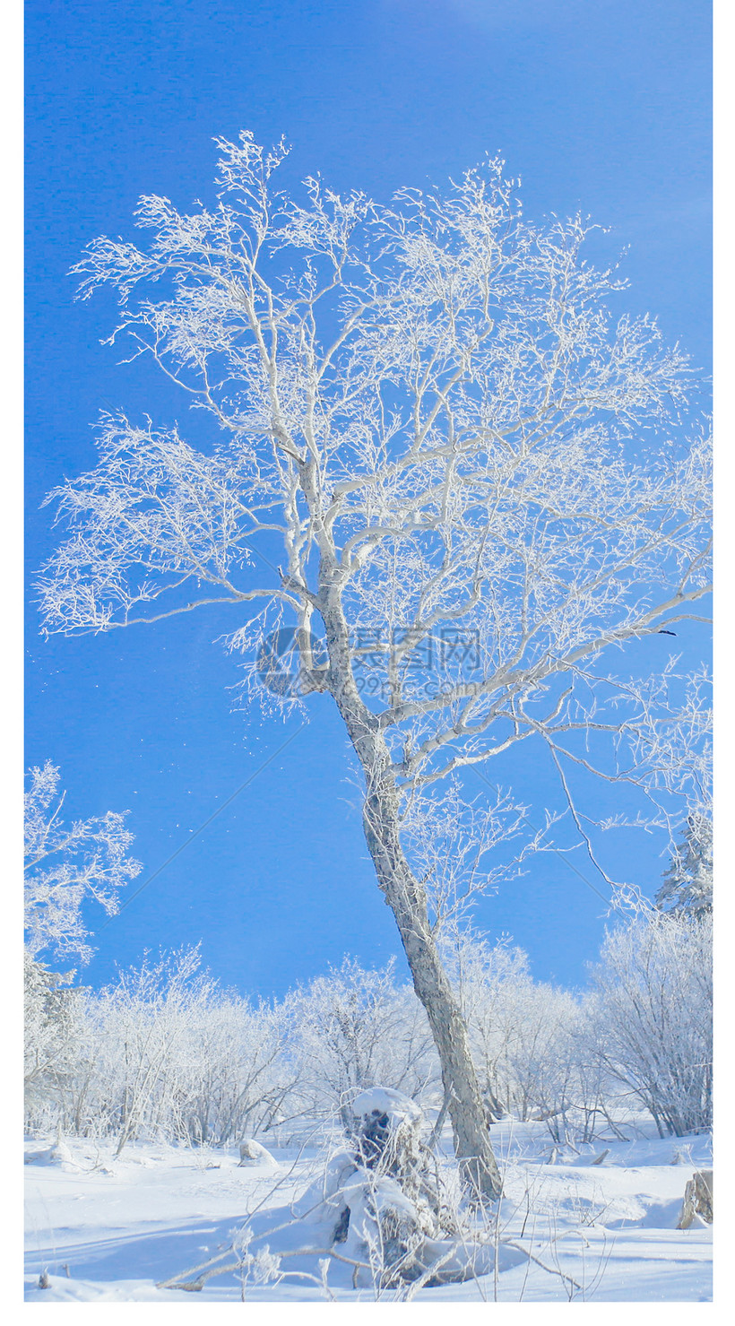 雾凇雪景手机壁纸模板素材 正版图片 摄图网