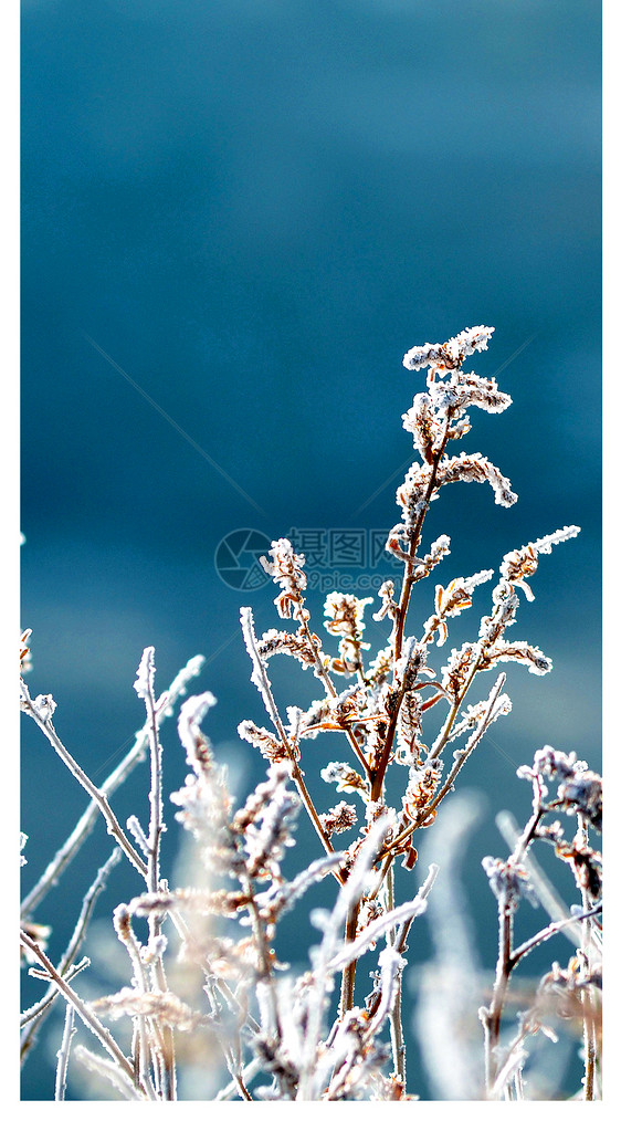 雪中植物手机壁纸图片