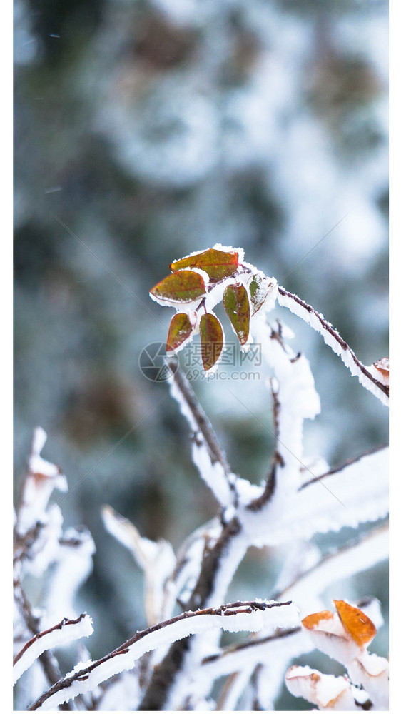 冬日雪景手机壁纸图片