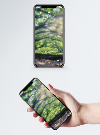 阳光下的大榕树手机壁纸图片