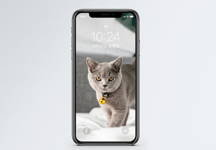 猫咪手机壁纸高清图片
