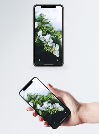 积雪植物手机壁纸图片