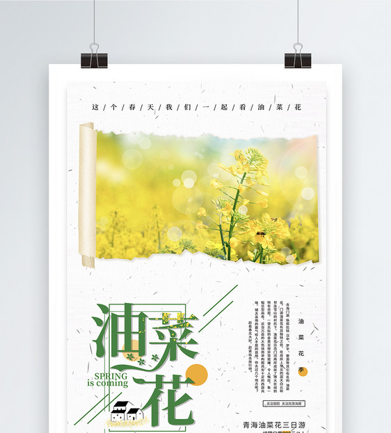 清新简约油菜花春游海报图片