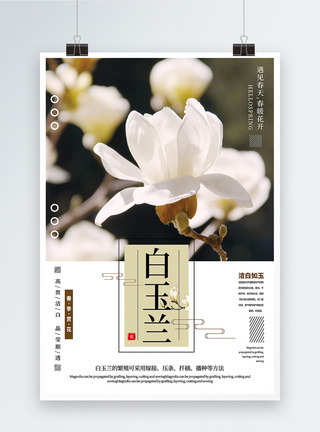 白色花瓣清新简洁白玉兰春季赏花宣传海报模板
