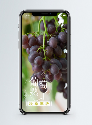 新鲜葡萄水果促销淘宝详情页图片