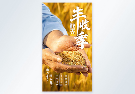 秋季稻谷丰收摄影海报图片