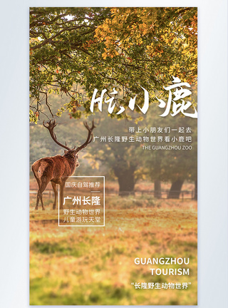 广州长隆野生动物世界旅游摄影图海报图片