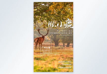 广州长隆野生动物世界旅游摄影图海报图片
