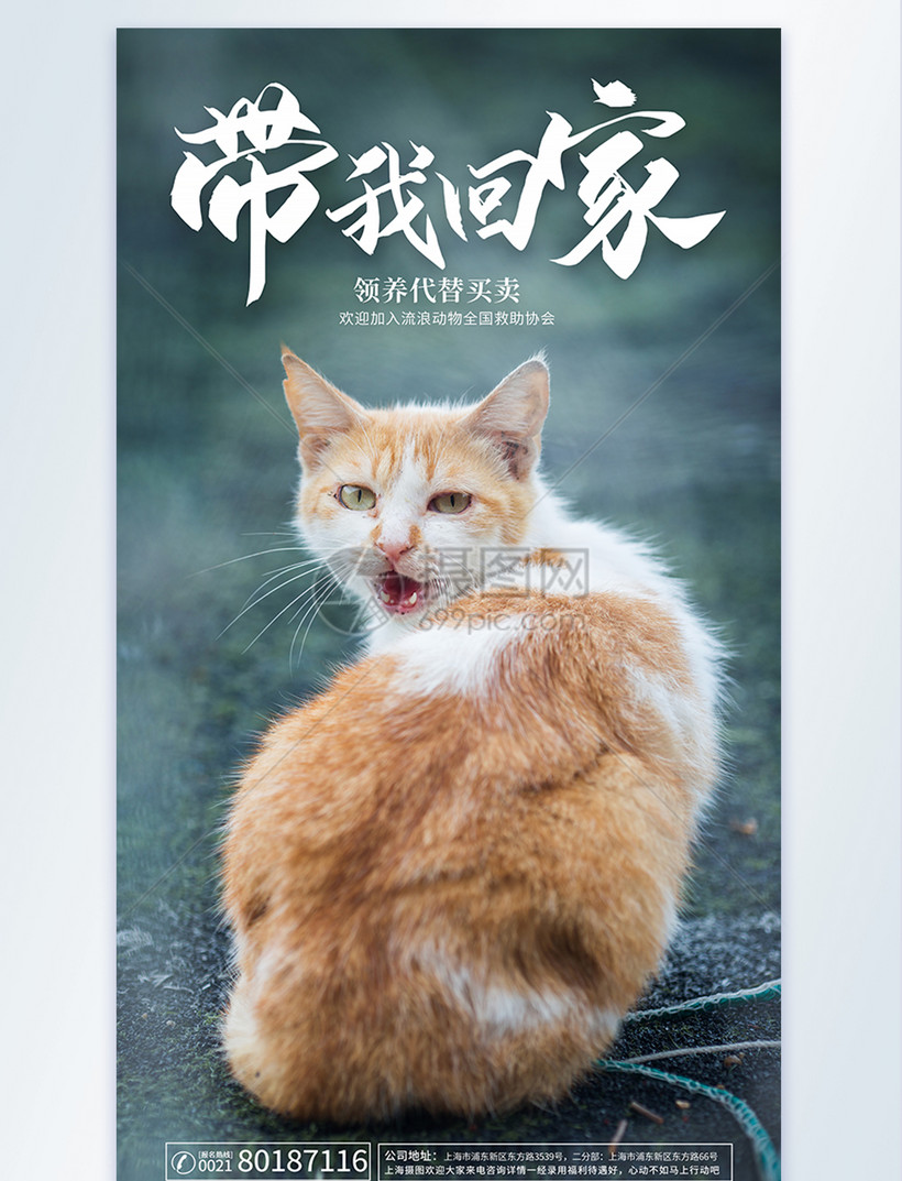 设计模板 公益宣传 关爱流浪动物公益摄影图海报.