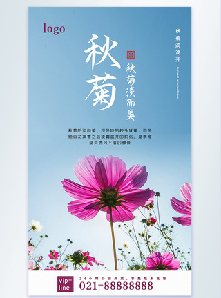 菊花花瓣秋菊摄影图海报模板