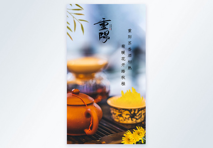 重阳节赏菊摄影图海报图片