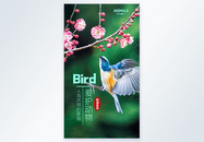 鸟捕食摄影图海报设计图片