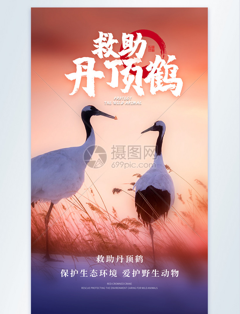 保护稀有动物救助丹顶鹤摄影图海报