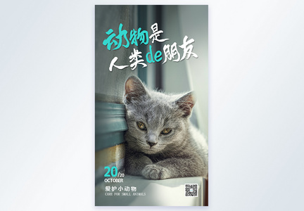 保护猫咪公益摄影海报设计图片