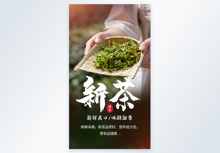 新茶绿茶采摘摄影海报图片