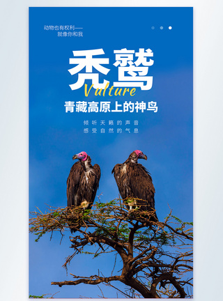 青藏高原上的神鸟秃鹫公益宣传摄影图海报图片