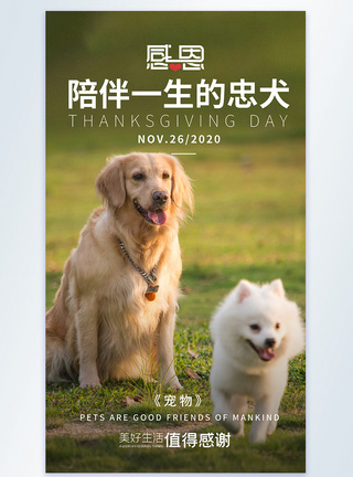 犬感恩节感恩宠物陪伴摄影图海报模板