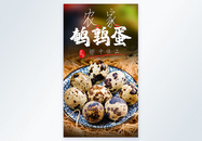 鹌鹑蛋鸟蛋食材摄影图海报图片