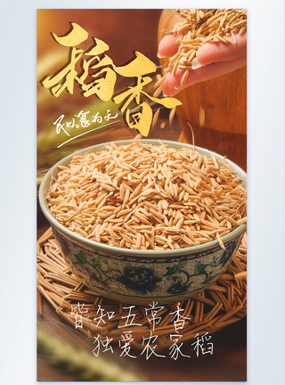 农家稻谷稻香粮食摄影图海报图片