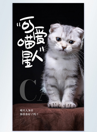 可爱喵星人之猫咪摄影图海报图片