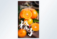 橙子水果摄影图海报图片