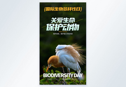 国际生物多样性日摄影图海报图片